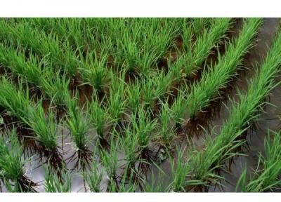 آبیاری تناوبی در 12 هزار هکتار شالیزار محمودآباد