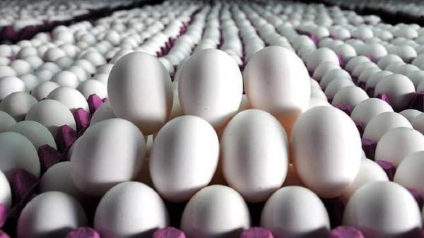 2600 میلیارد تومان خسارت صنعت تخم مرغ در خراسان رضوی