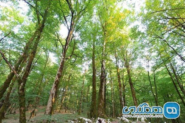 جنگل نیرنگ نوشهر یکی از تفرجگاه های استان مازندران به شمار می رود